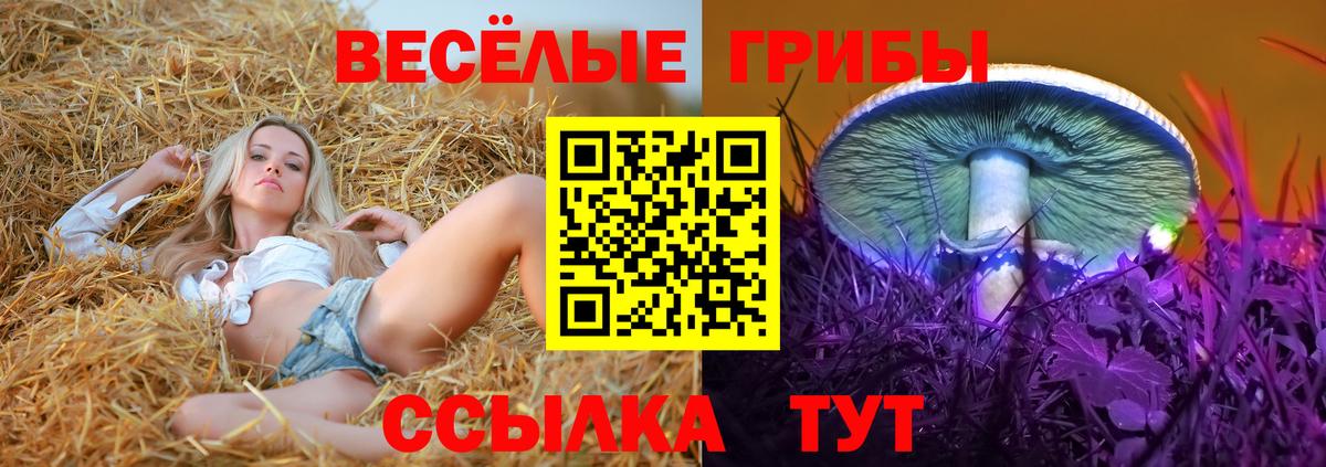 как найти   Вход с VPN  Хасавюрт  Псилоцибиновые грибы Cubensis 